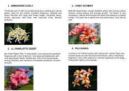 Vicki from virginia on august 24, 2019: Exotic Plumeria Tropicals Pakistan Posts Facebook