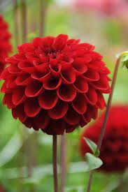Dahlia Red Fox Dahlia Tuber Beautiful Flowers Dahlia Dahlia Flower