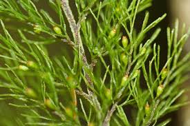 Image result for Abrodictyum