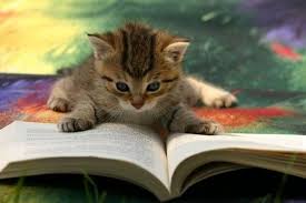 19 Cats Reading Books In 2020 Cat Reading Cats Bouncing Tigger