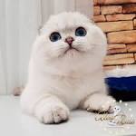 Scottish Fold Breeders - breedlist