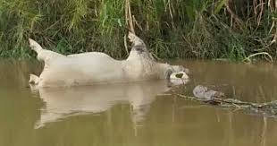 Tapi bahan ini tetap akan sulit untuk terurai di lautan. Masyarakat Subulussalam Dan Singkil Diminta Waspada Penyakit Dari Pencemaran Bangkai Babi