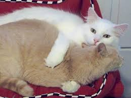 Asbl dynamique et performante, nous gérons au quotidien plus de 300 chats, adultes et chatons et comptons déjà près de 2500 adoptions réussies depuis notre création en. Mansfield Cat Shelter Devastated By Fire Animals In The News Cleveland Com