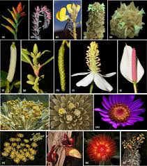 Image result for Plantaginaceae