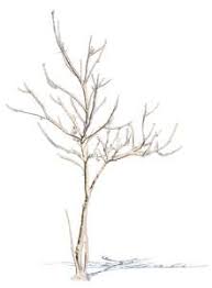Faça sua escolha entre diversas cenas semelhantes. Small Leafless Tree With Snow Vishopper