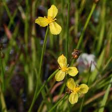 Image result for Xyris