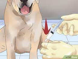 My search for rabies shots was a terrifying ordeal. How To Give A Dog A Rabies Shot At Home 10 Steps With Pictures