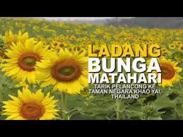 Bunga matahari bunga matahari kembang petang stigmata ditaburi spora jantan alangkan jauhari tersilap pandang kaca disangka intan berlian. Front Desk Ladang Bunga Matahari Tarik Pelancong Ke Taman Negara Khao Yai Youtube