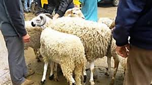 خروف العيد يمكنك صنعه لأطفالك في المنزل، ليكون له مذاق ومتعة خاصة بالنسبة لهم أكثر من الألعاب الأخرى التي تحضرها لهم من المتاجر. Ù„ÙˆÙ‡ØªØ¬ÙŠØ¨ Ø®Ø±ÙˆÙ Ø§Ù„Ø¹ÙŠØ¯ ÙƒÙ„ Ù…Ø§ ØªØ±ÙŠØ¯ Ù…Ø¹Ø±ÙØªÙ‡ Ø¹Ù† Ø§Ù„Ø£Ø¶Ø­ÙŠØ© Ø§Ù„Ø³Ù„ÙŠÙ…Ø©