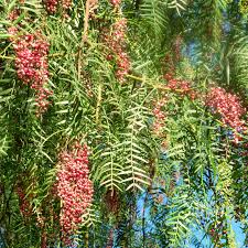 Image result for Schinus molle