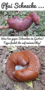 Tipps Gegen Schnecken Im Garten Gruneliebe Schnecken Im Garten Schadlinge Im Garten Gemusebeet