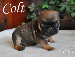 Beautiful french bulldogs puppies for sale all isabella packed with quality dna and blood line sire is the famous lockstock dam is from don choc lines each pup will we are selling two beautiful, blue french bulldog puppies. Sable Bluehaven French Bulldogsbluehaven French Bulldogs