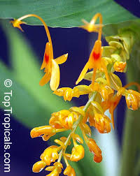 Image result for Globba