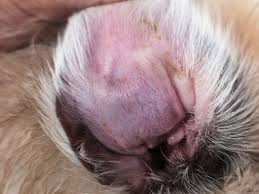 Image result for abscess dog's ear flap