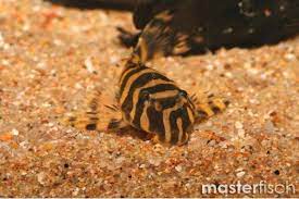 Check out their videos, sign up to chat, and join their community. L134 Schmucklinien Zwergschilderwels F1 Peckoltia Sp Aquaristik Shop