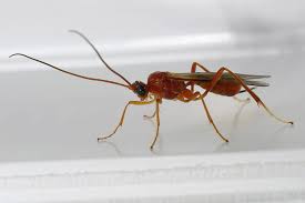 Any strong or aggravated feeling. Zele Meteorus Sp Arthropodafotos De