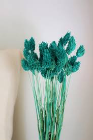 Image result for Phalaris