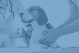You showed us the love we all need! Careers At Gateway Pet Aftercare Cremation Memorial Items Memorials Gateway Services Inc The Best In Pet Aftercare