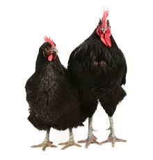 Great savings & free delivery / collection on many items. Jersey Giant Chicken Breed Guide Know Your Chickens