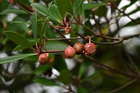 Image result for Pentaphylacaceae