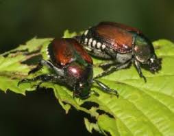 Der neue verfassungsartikel 104a unterstützt die umsetzung der agenda 2030 in der schweiz. Hunde Konnen Bei Der Insektensuche Erfolgreich Eingesetzt Werden
