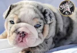 Black merle dogs are often called blue merle because the merle gene dilutes patches of black to a grey color. Shrinkabull S Blue Merle Miniature English Bulldog Puppies Bulldog Puppies Bulldog Puppies