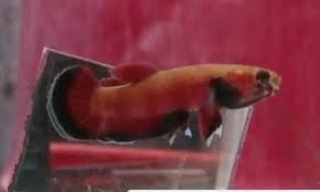 Fwbettas1480945805 Wild Betta Channoides Pair Betta Betta Fish Tropical Freshwater Fish