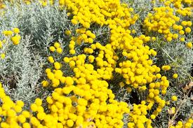 Maybe you would like to learn more about one of these? 12 Yellow Flowering Shrubs For Bold Colour Horticulture Co Uk
