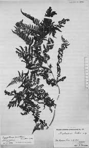 Image result for Dryopteris kilemensis
