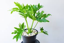 The name 'philodendron' means 'tree loving' in greek and, believe me, there is plenty to love. Philodendron Xanadu Care Thaumatophyllum Xanadu Smart Garden Guide