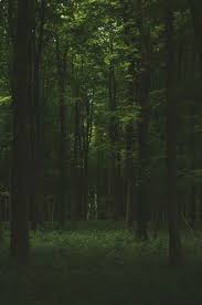 Photography Dark Light Nature 25 Ideas Nature Photography Scenery Nature