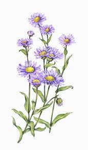 Botanical Illustration July 2010 Aster Flower Tattoos Birth Flower Tattoos Aster Flower