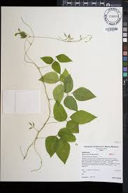 Image result for Vigna hosei