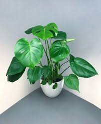21 Tall Indoor Plants With Big Leaves Tall Indoor Plants Big Leaf Plants Philodendron Monstera