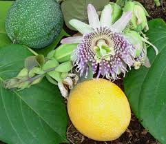 Image result for Passiflora ligularis
