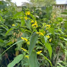 Image result for Lysimachia barbata