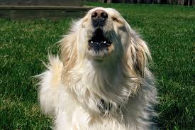If you have a fenced in yard for your dog, the sight or sound of another dog could trigger barking. 3 Simple Tips On How To Get A Dog To Stop Barking
