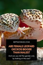 Genjer genjer versi blambangan banyuwangi flv. Are Female Leopard Geckos Bigger Than Males The Truth Reptile Craze