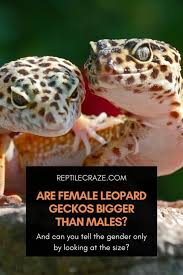 Genjer mungkin terdengar kurang familier buat sebagian orang indonesia. Are Female Leopard Geckos Bigger Than Males The Truth Reptile Craze