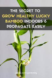 The Secret To Grow Healthy Lucky Bamboo Indoors Propagate Easily In 2021 Lucky Bamboo Plants Bamboo Plant Care Bamboo House Plant