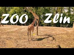 Zajistili jste provoz zoo na celých 76 dní. Zoo And Castle Zlin Lesna Zlin Destimap Destinations On Map