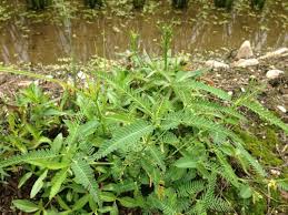 Image result for Aeschynomene indica