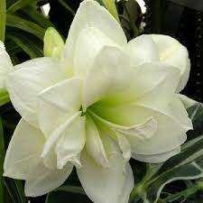 Amaryllis White Bulk Flower Fiftyflowers Com Amaryllis Bulbs Amaryllis Flowers Amaryllis