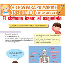 Ficha De El Esqueleto Humano Para Segundo De Primaria Esqueleto Humano Para Ninos Cuerpo Humano Para Ninos Huesos Del Esqueleto Humano