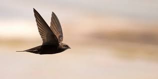 Результат пошуку зображень за запитом "стриж"