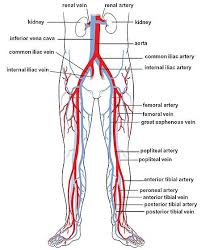 You probably don't give much thought to your neck, unless something most of the time, neck pain doesn't signal a serious medical problem. How Easy Is It To Cut Your Own Carotid Artery Quora
