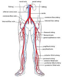 Balloon angioplasty appears to be just as good as surgery to unblock carotid arteries. How Easy Is It To Cut Your Own Carotid Artery Quora