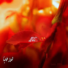 خلفيات تويتر طبيعية حلوة صور قطرات الندى لتويتر اجمل الصور على تويتر 215 Dew Drops
