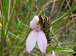 Image result for Brownleea maculata