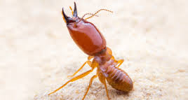 If you're planning to get away for spring break, stay alert for signs of bed bugs as these hitchhiking pests can if you suspect bed bugs in your home, contact a pest professional promptly. Local Evansville In Pest Control Action Pest Control